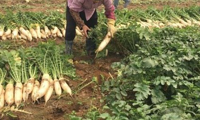 Việt Nam có loại củ được ví như “nhân sâm mùa đông”: Luộc hay kho đều ngon, Đông Y coi là thuốc tự nhiên