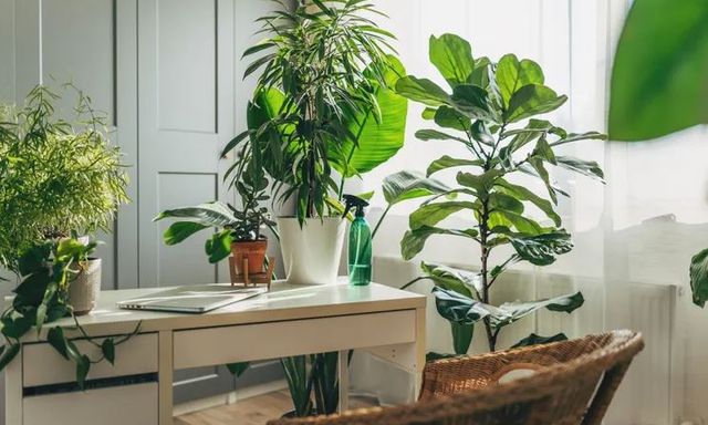 8 loại cây rẻ mấy cũng không nên mua về kẻo hối không kịp