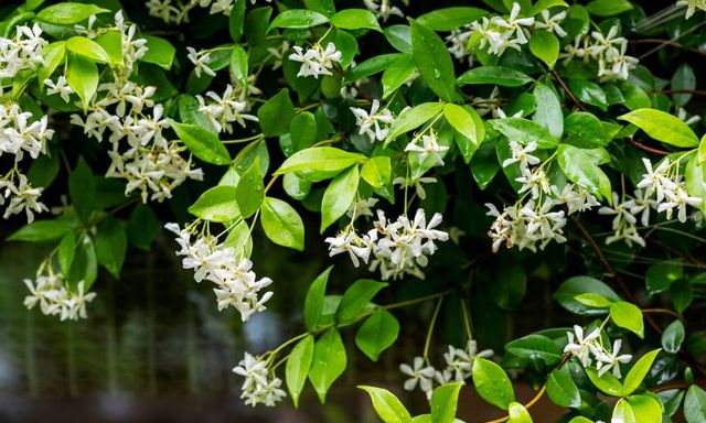 10 loại cây thơm nức mũi, trồng trước nhà dịp Tết thì miễn chê