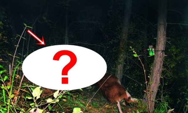 Lần theo đoạn video chỉ vài giây, chuyên gia hân hoan tìm thấy loài vật từng 