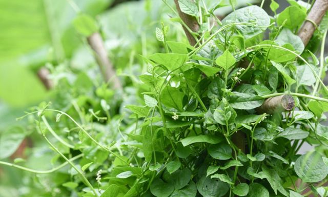 Việt Nam có loại rau người Trung Quốc coi như “báu vật”: Cực tốt cho nam giới nhưng hay bị chê