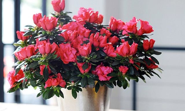 5 loài hoa đẹp nhưng nếu trưng ở phòng khách thì rất nguy hiểm: Có loại rất được yêu thích vào dịp Tết