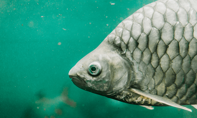 Trung Quốc tạo ra một loại cá không xương dăm: Giới khoa học sửng sốt