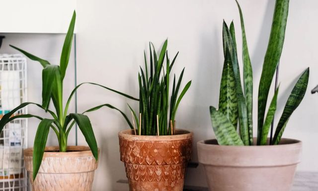 7 loại cây trồng trong nhà có thể đem lại vận xui, trước khi mua hãy cân nhắc kỹ