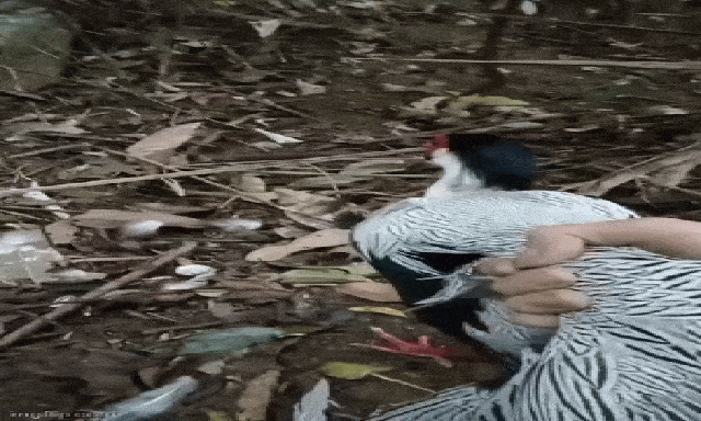 Đi rừng gặp gà lôi trắng bị mắc bẫy, người đàn ông có hành động được công an xã 