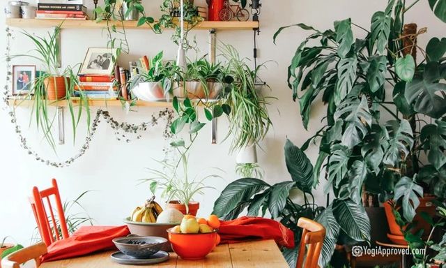 Cây xanh có thực sự giúp lọc không khí trong nhà? Dưới đây là tất cả những gì bạn cần biết