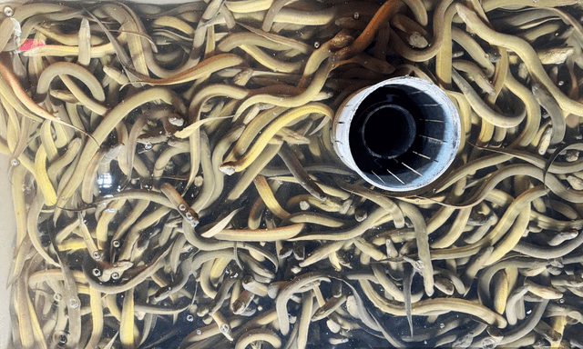 Nuôi loài cá dân dã được ví là 