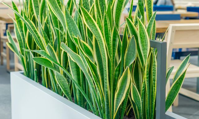 Cây trồng trong nhà 