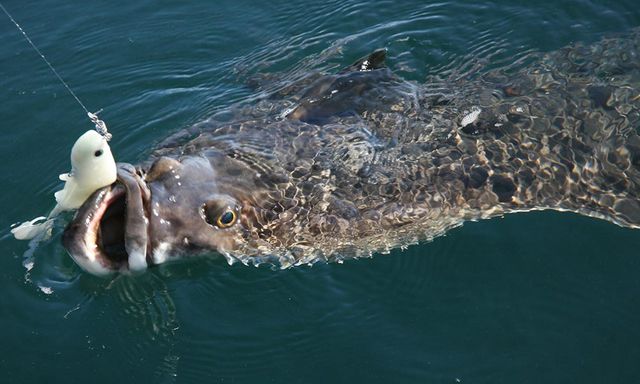 Cậu bé 13 tuổi oằn mình kéo 