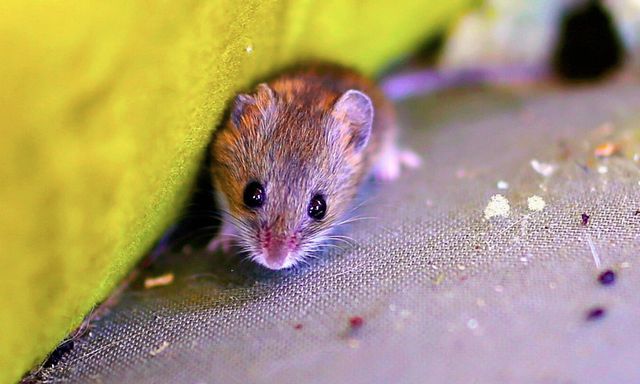 Mẹo đơn giản giúp ngăn chuột vào nhà mùa đông mà không cần tới bả
