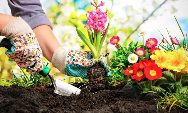 Thường xuyên vứt thứ này ra vườn, cây phát triển tươi tốt bất ngờ: Mùa đông rất nên thử