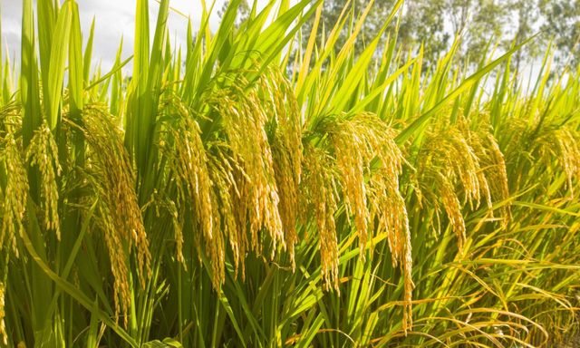 Một giống lúa Việt 