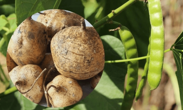 6 người nhập viện sau khi ăn hạt củ đậu: Thứ độc chất nguy hiểm ít ai biết dù đã được WHO cảnh báo