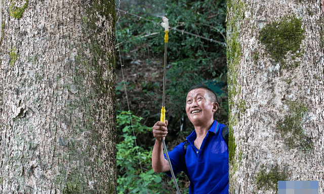Thương gia mang hơn 900 tỷ đồng hỏi mua 3 cây gỗ trong vườn, lão nông dân đưa ra quyết định gây tranh cãi