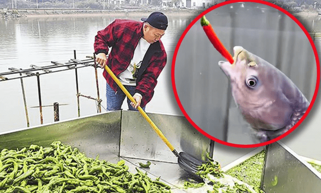 Nghe như đùa: Ao cá tại Trung Quốc được cho ăn 5 tấn ớt mỗi ngày, điểm lạ chỉ lộ ra khi thu hoạch