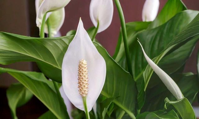 Cây lan ý “rất thích” loại nước này, biết tưới thì cây sẽ ra hoa suốt nhiều năm