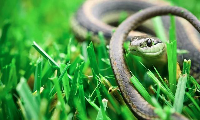 Việt Nam sở hữu một loại gia vị mà rắn rất sợ, dùng theo cách này hiệu quả bất ngờ