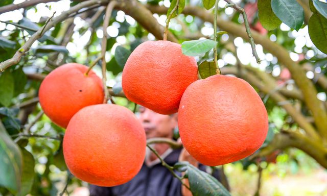 Thứ quả đỏ rực từng chỉ dành cho vua chúa nay được săn lùng trưng Tết với giá 2 triệu/quả