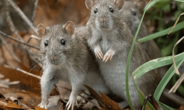 Cách đuổi chuột vô cùng hiệu quả bằng giấm trắng và một nguyên liệu quen thuộc