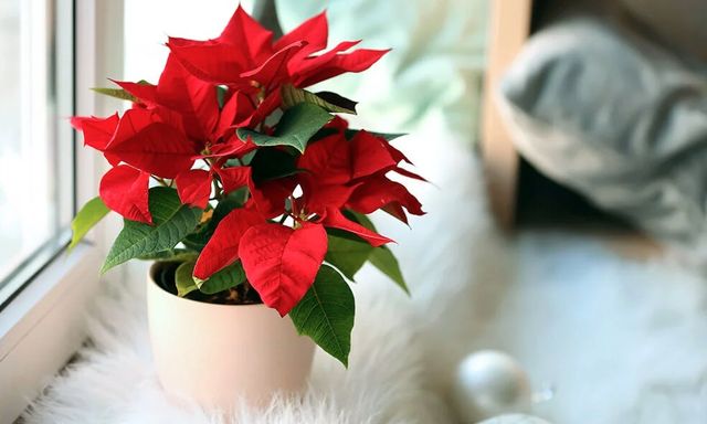 Loại cây người Việt thích chưng Tết nhưng ẩn chứa “bí mật” ít ai biết