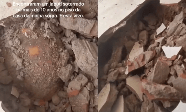 Đập sàn nhà để sửa chữa, gia đình bất ngờ phát hiện thứ vẫn “sống” dưới đó suốt 10 năm
