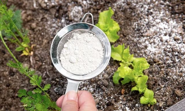 Rắc thứ này ra vườn, bỗng nhiên côn trùng biến mất, cây cối phát triển tốt tươi!