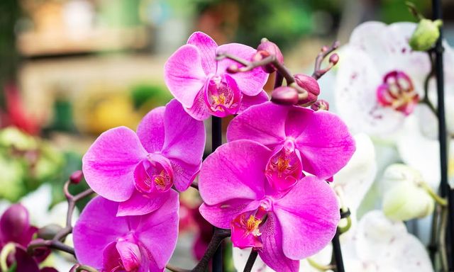 Hoa lan nở đẹp chưa từng thấy khi được tưới bằng 2 loại nước này: Cực dễ làm