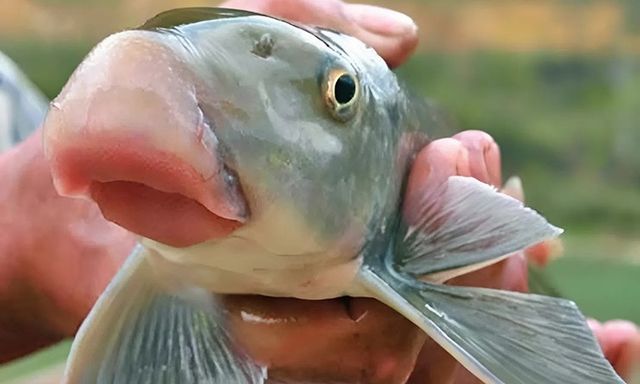 Loài cá được ví như 