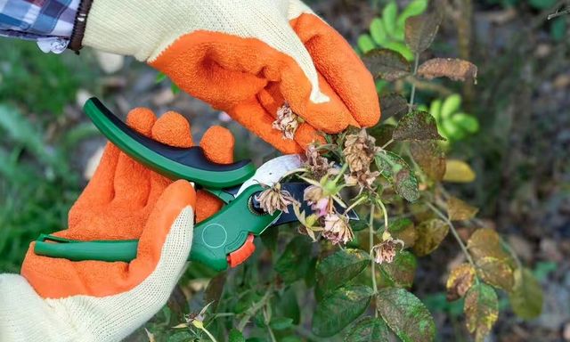 3 loại cây phải được cắt tỉa ngay trong tháng 1 để ra hoa suốt mùa hè