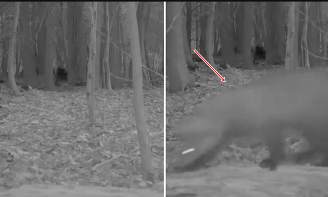 Lần theo đoạn video chỉ vài giây, chuyên gia hân hoan tìm thấy loài vật từng 