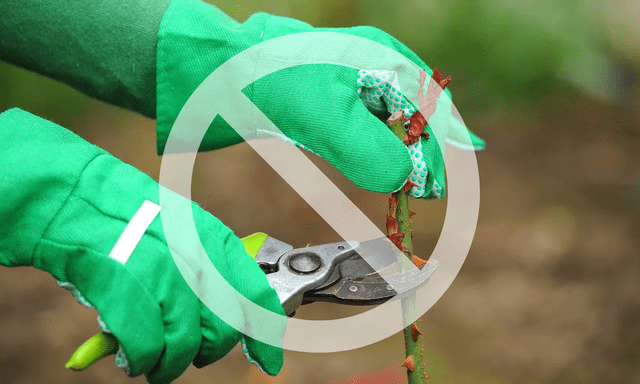 7 loại cây nên tránh cắt tỉa vào tháng 1