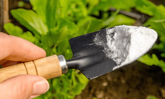 Tự chế dung dịch chống nấm tuyệt vời cho cây trồng trong vườn bằng 1 nguyên liệu có sẵn trong bếp