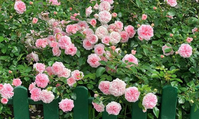 Hoa hồng sẽ nở rực rỡ suốt mùa hè nếu bạn làm việc này ngay bây giờ