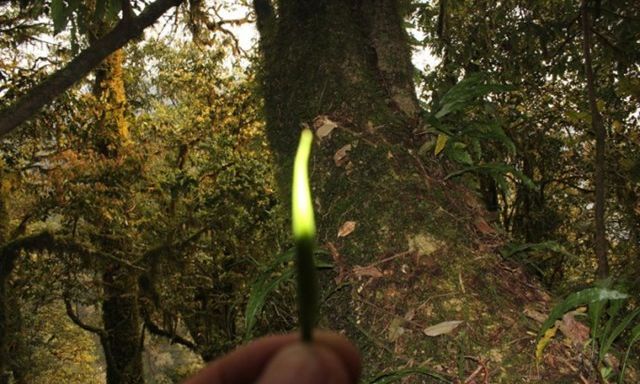 Loại trà gần 700 triệu đồng/kg ở Việt Nam: Sống ở độ cao trên 1.500 m, có tới 3 lý do khiến giá đắt đỏ