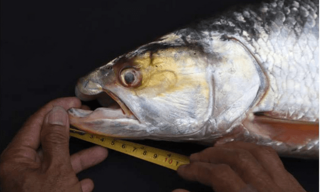 Lần theo dấu vết của cá thể lạ, láng giềng Việt Nam bất ngờ phát hiện loài vật 