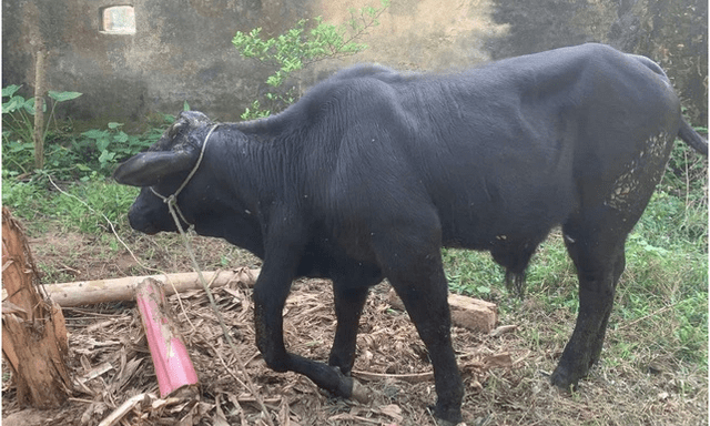 Một con bò ở Thanh Hoá được trả 900 triệu, nhưng chủ quyết không bán: Đặc điểm khác thường gây tò mò