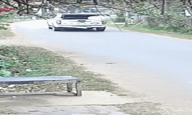 Con lợn lao ra khỏi xe bán tải, người phụ nữ chạy đuổi theo tài xế: Cái kết sau 2 tiếng