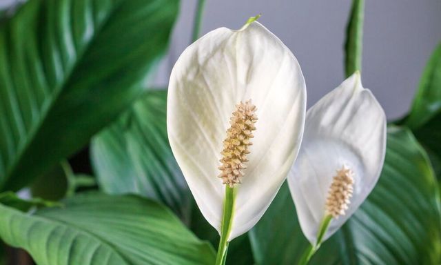 Cây lan ý “rất thích” loại nước này, biết tưới thì cây ra cực nhiều hoa