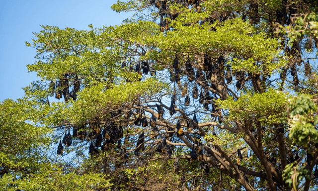 Hàng nghìn sinh vật đu kín ngọn cây ở khu dân cư suốt ngày đêm, người dân thấp thỏm vì 1 nguy cơ tiềm ẩn