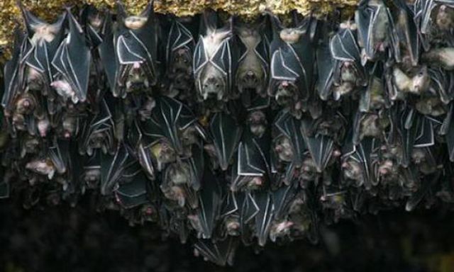 Cảnh báo: Tìm thấy loài dơi mang virus Nipah nhiều nhất ở nơi này – Có người chủ quan thường tới, ngủ lại