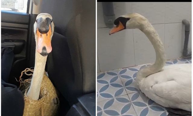 Xuyên đêm giải cứu thiên nga trắng trị giá 60 triệu: Bị cuộn đầu, nhét trong ba lô, dẫn đến stress nặng