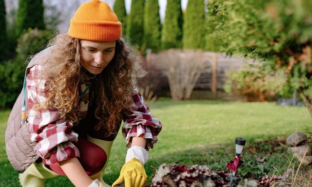 5 hành động có thể giết chết cây cối trong vườn