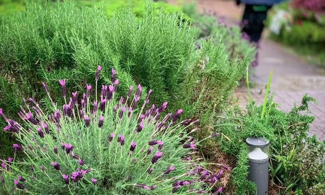 4 loại cây cần ít công chăm sóc nhất: Một khi đã bén rễ thì chẳng thèm “phiền” bạn