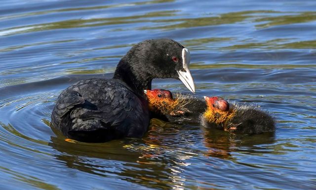Mang trứng của loài mệnh danh 