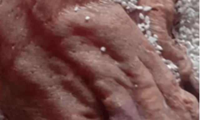 Mở thùng gạo phủ bụi, người đàn ông phát hiện vật thể khô bị lãng quên 50 năm, giá trị ngang căn biệt thự