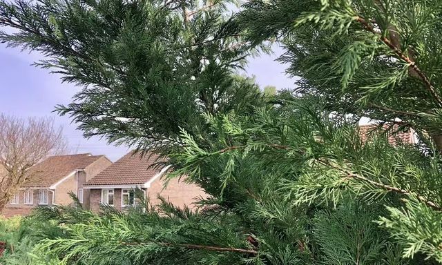 Chuyên gia bất động sản nói thẳng: Có 4 loại cây cần tránh trồng trước nhà bằng mọi giá