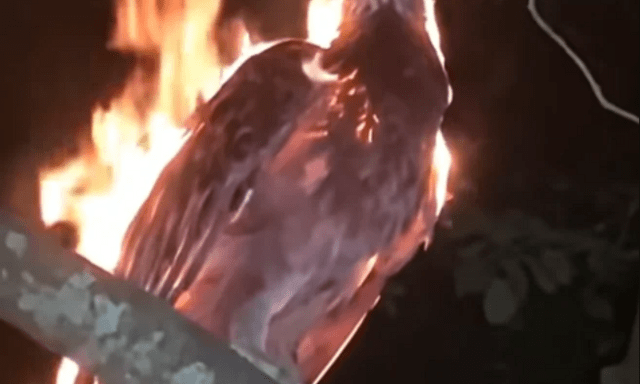 Xôn xao đoạn video phượng hoàng lửa đột ngột xuất hiện trong đêm tối, mạng xã hội chia rẽ thành 2 phe