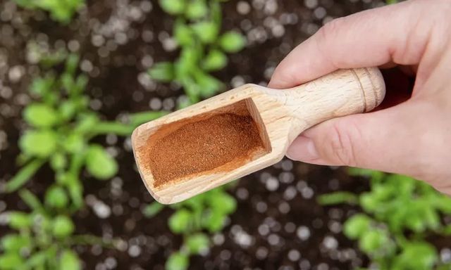 Rắc những thứ này ra vườn, sâu bọ 'khiếp vía', cây cối lớn nhanh như thổi