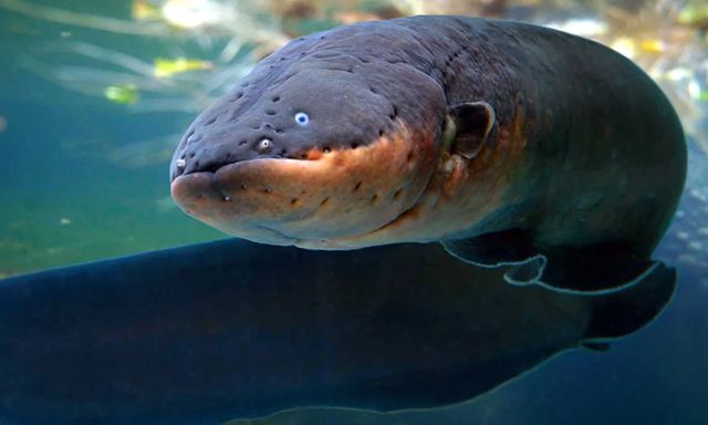 Phát minh loại pin 