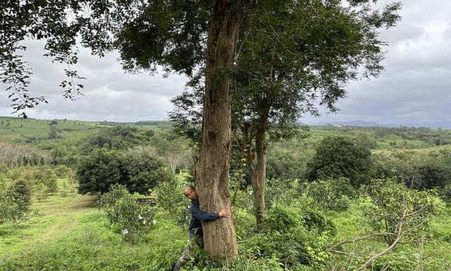 Loại gỗ quý được ví 